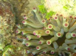 cieloestrellas reef18.jpg